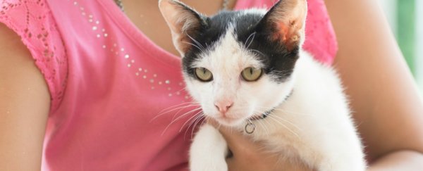 Here's the right way to pick up a cat, according to the world's most helpful vet