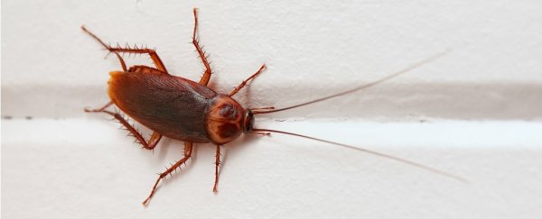 A woman got a cockroach stuck in her ear, and it took 9 days to get it out