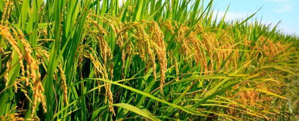 A major staple food for billions of people is at risk of becoming less nutritious