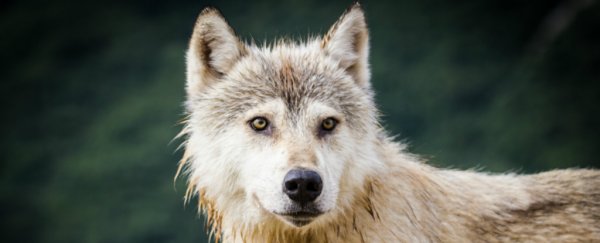 Nearly 1,500 Scientists urge Congress to uphold the endangered species act
