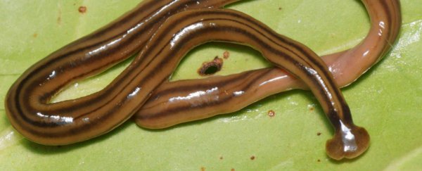 Giant predatory worms quietly invaded France, and biologists are shocked