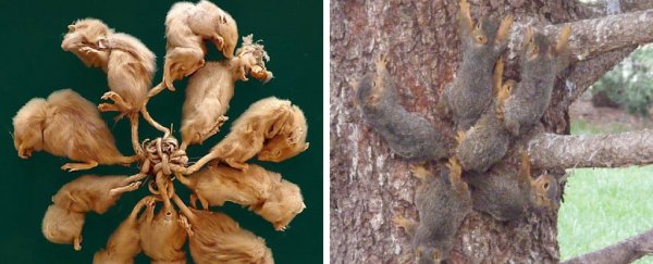 These 6 baby squirrels accidentally got into a 'rat king' situation