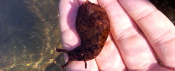Scientists say they've transplanted a memory from one snail to another