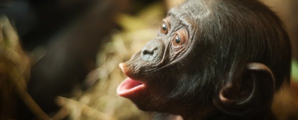 Muscles thought to be exclusively human have just been found in apes