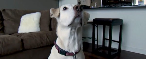 A home DNA test kit for humans found this golden retriever would make a great cyclist