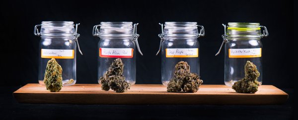 Can cannabis cure cancer? Here's some evidence from an expert