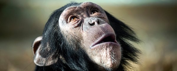 Chimp nests have fewer fecal microbes than our own beds, but it actually makes sense