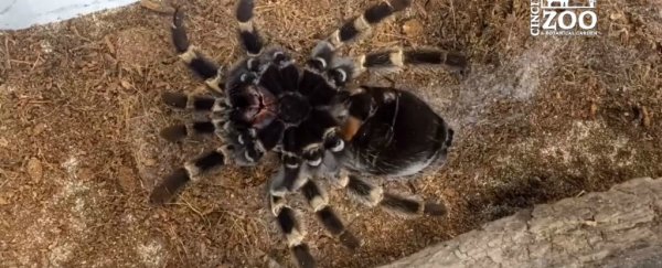 This disturbing timelapse video shows a tarantula crawling out of its own skin
