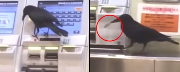 This crow in Japan stole a credit card to buy a train ticket