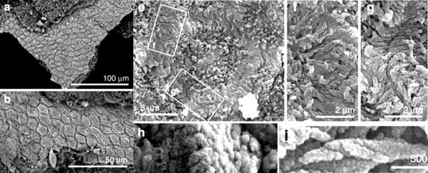 The oldest known dandruff has been discovered in a 125-million-year-old fossil