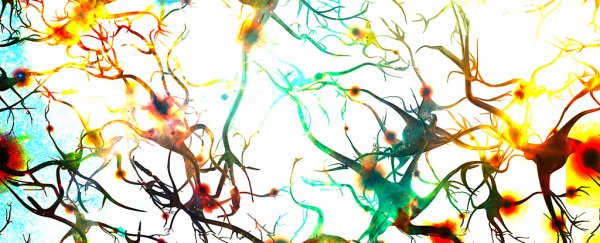Here's why some brains really are smarter, according to this new study