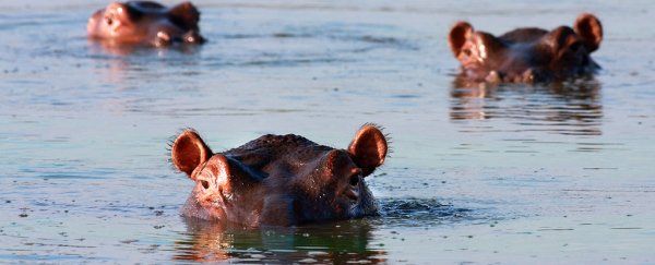 Hippos poop so much, sometimes their waste kills all the fish