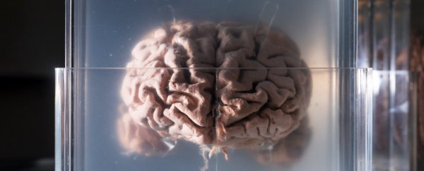 We just found a genetic key to why humans have such massive brains