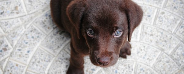 There's a reason why puppies reach 'peak cuteness' at a certain age, according to science