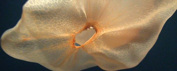 Scientists have finally captured an enigmatic jellyfish that looks like a plastic bag