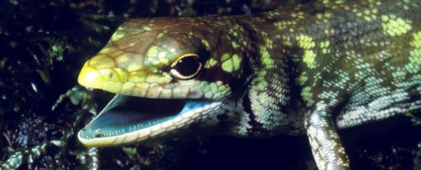 Some lizards have green blood that should kill them and it's a scientific mystery