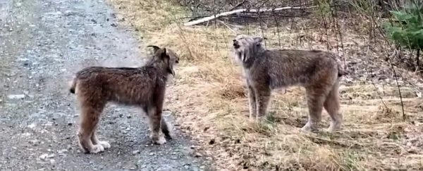 These lynx yelling at each other sound like people, and it's hilarious