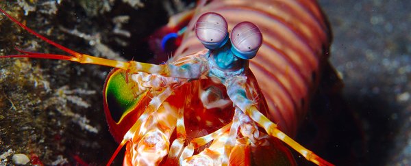 Mantis shrimp officially have the weirdest eyes of all animals, study shows