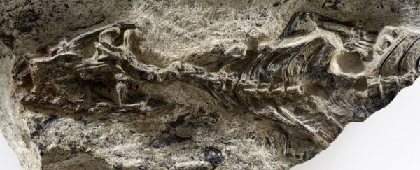 Scientists just found a 240-million-year-old "mother of all lizards"