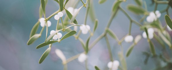 Mistletoe survives without one of the key ingredients for life, and scientists are baffled