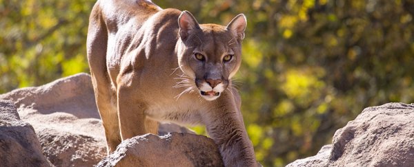 Experts say there was "something wrong" with the cougar who killed a Seattle cyclist