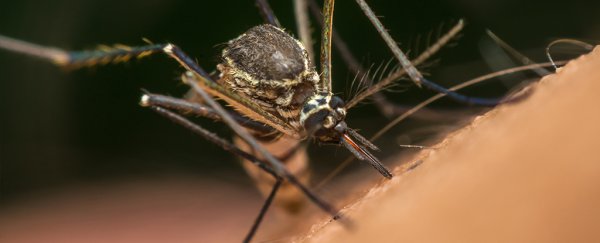 A single mosquito bite could mess with your immune system to pave way for diseases