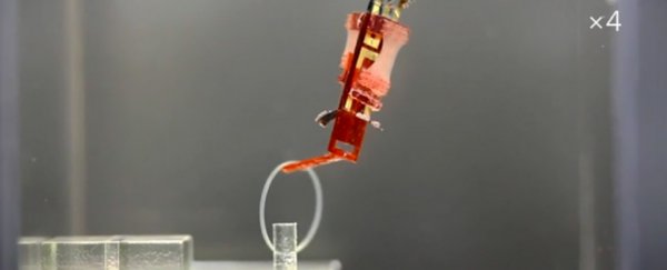 These freaky things with real, disembodied muscle tissue could be the next step in robotics