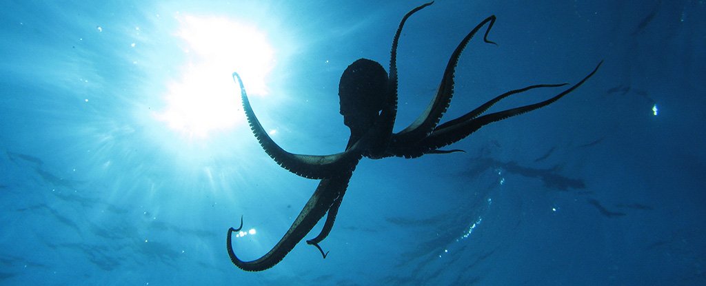 An Insane Paper Tests The Limits of Science by Claiming Octopuses Came From Space