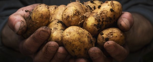GM potato can help cut pesticide use by up to 90 percent, study shows