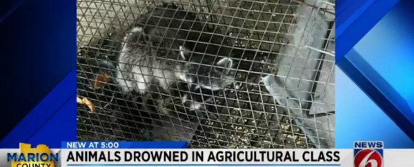 A Florida teacher accused of enlisting kids to drown raccoons in his science class