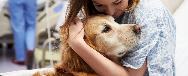 Do dogs actually enjoy making us feel better? Here's what the science says