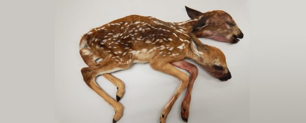 A mysterious 'two-headed deer' was found in a forest. Now scientists have analysed it