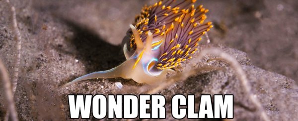 Zoologists are rebranding a bunch of animals and we think it should be official