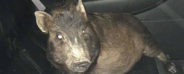 A man was stalked by a pig in the middle of the night, so he called the police