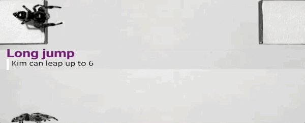 Scientists trained a spider to jump on command to figure out how its legs work