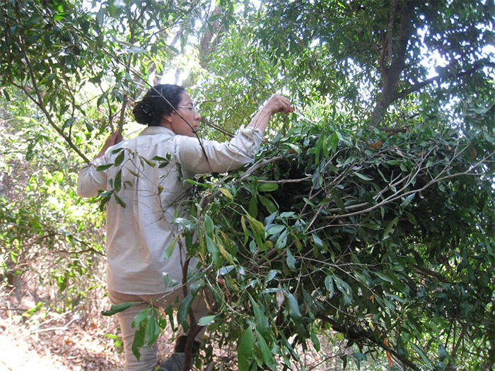 swabbing a chimp bed