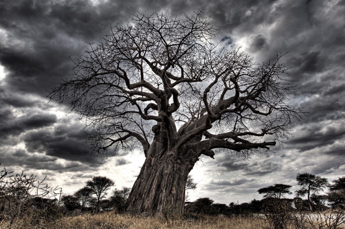 054 african baobab trees dying mystery 2