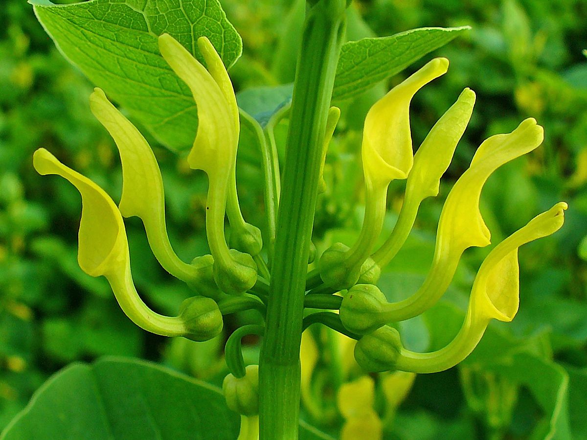 1200px Aristolochia clematitis 002