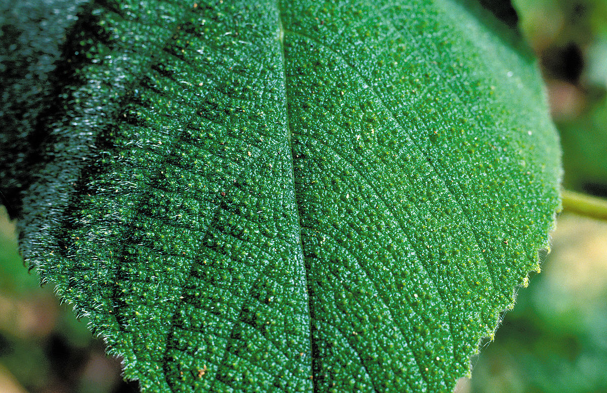 1200px CSIRO ScienceImage 4541 Leaf of the GympieGympie one of the stinging trees