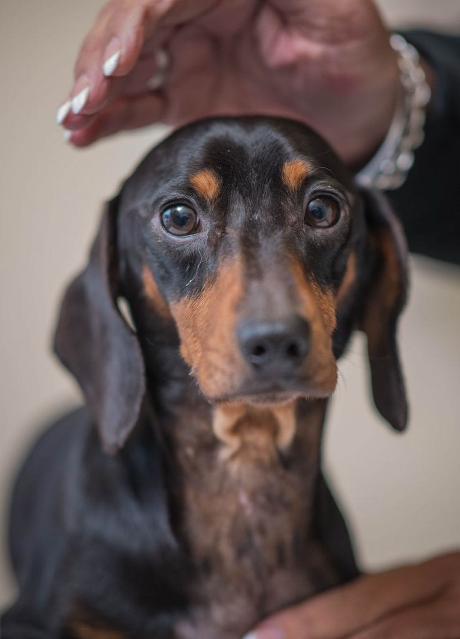 Daschund3