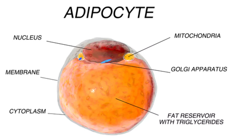 adipocyte diagram the conversation