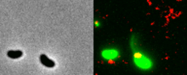 For the first time, scientists have seen bacteria "fishing" for DNA from dead friends
