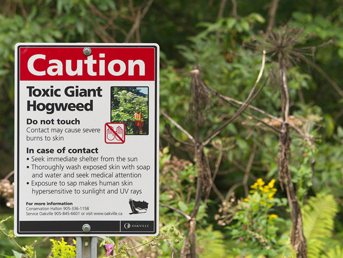 Hogweed warning sign in Canada