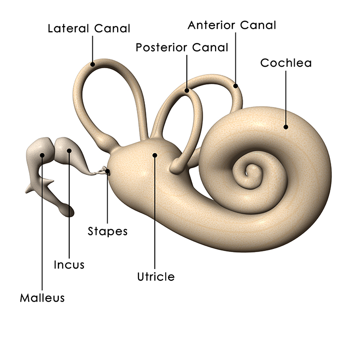 inner ear diagram