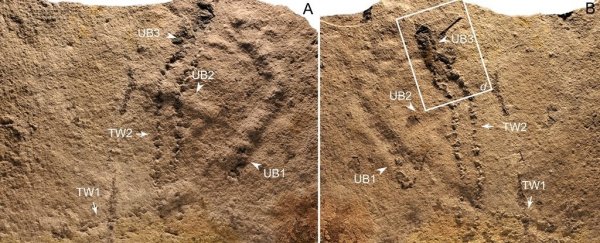 These are the oldest animal footprints ever discovered on our planet