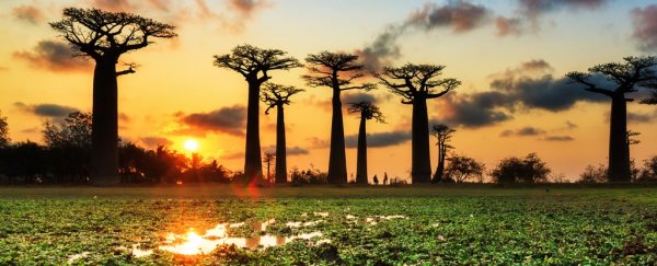 Africa's ancient 'trees of life' are suddenly dying, and scientists don't know why