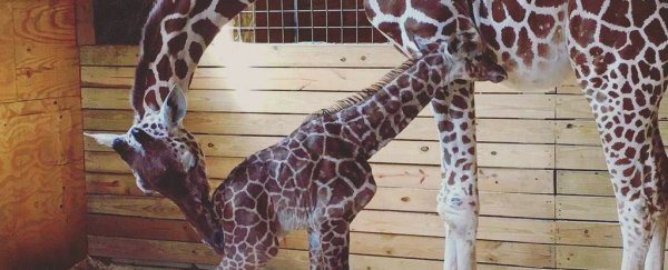 In happier news, April the giraffe might be pregnant again