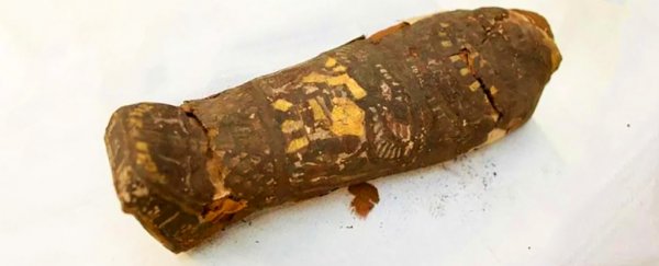 Scientists thought this Egyptian mummy was a bird, but the truth was something sadder