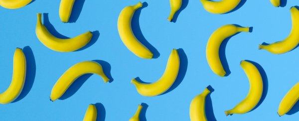 Bananas have died out once before, and it could happen again