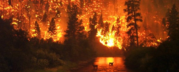 Climate change has increased the risk of wildfires world-wide. Here's how.